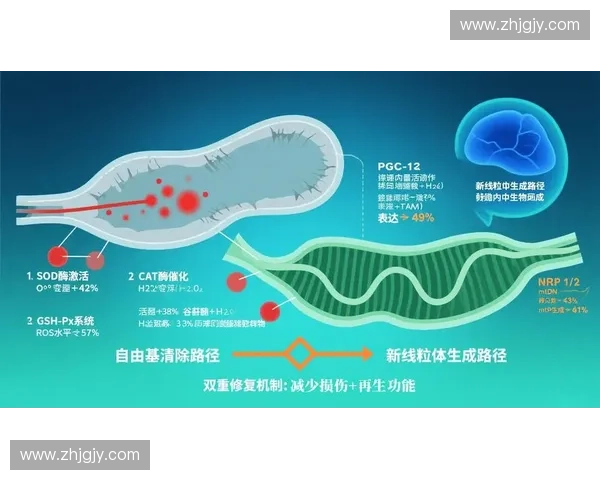 以能量代谢为核心解析生命活动调控机制与健康状态关联研究新视角
